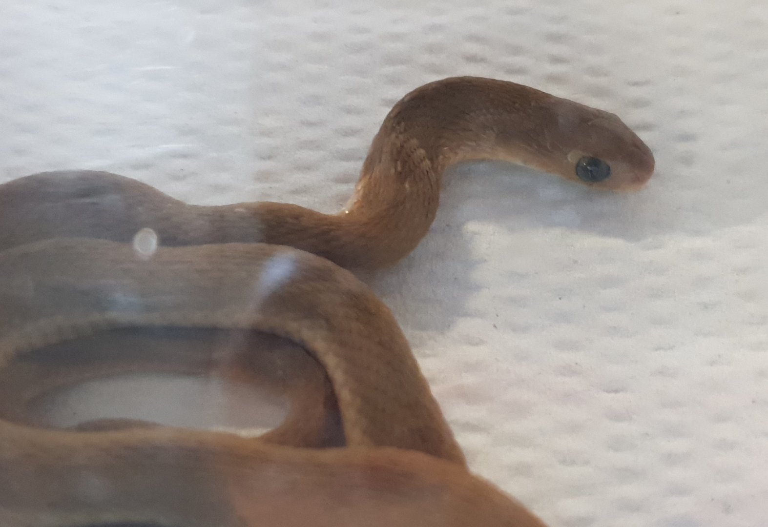 Egg-eating snake - Dasypeltis species ( Ghana )