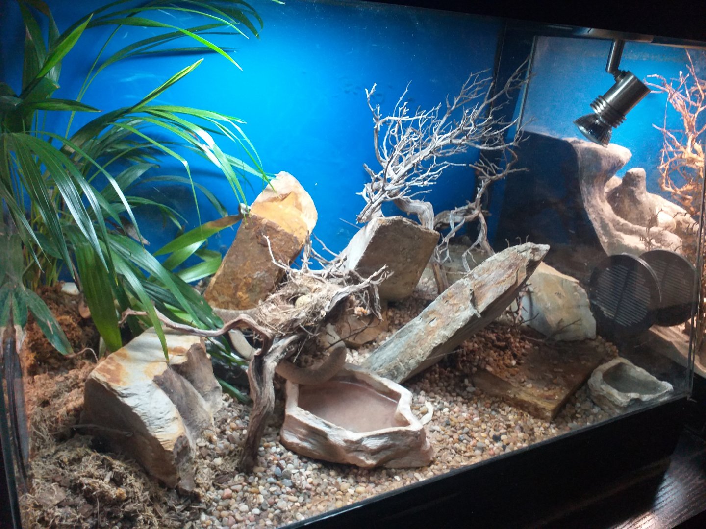 Egg-eating snake exhibit -TerraNatura Benidorm (2021)