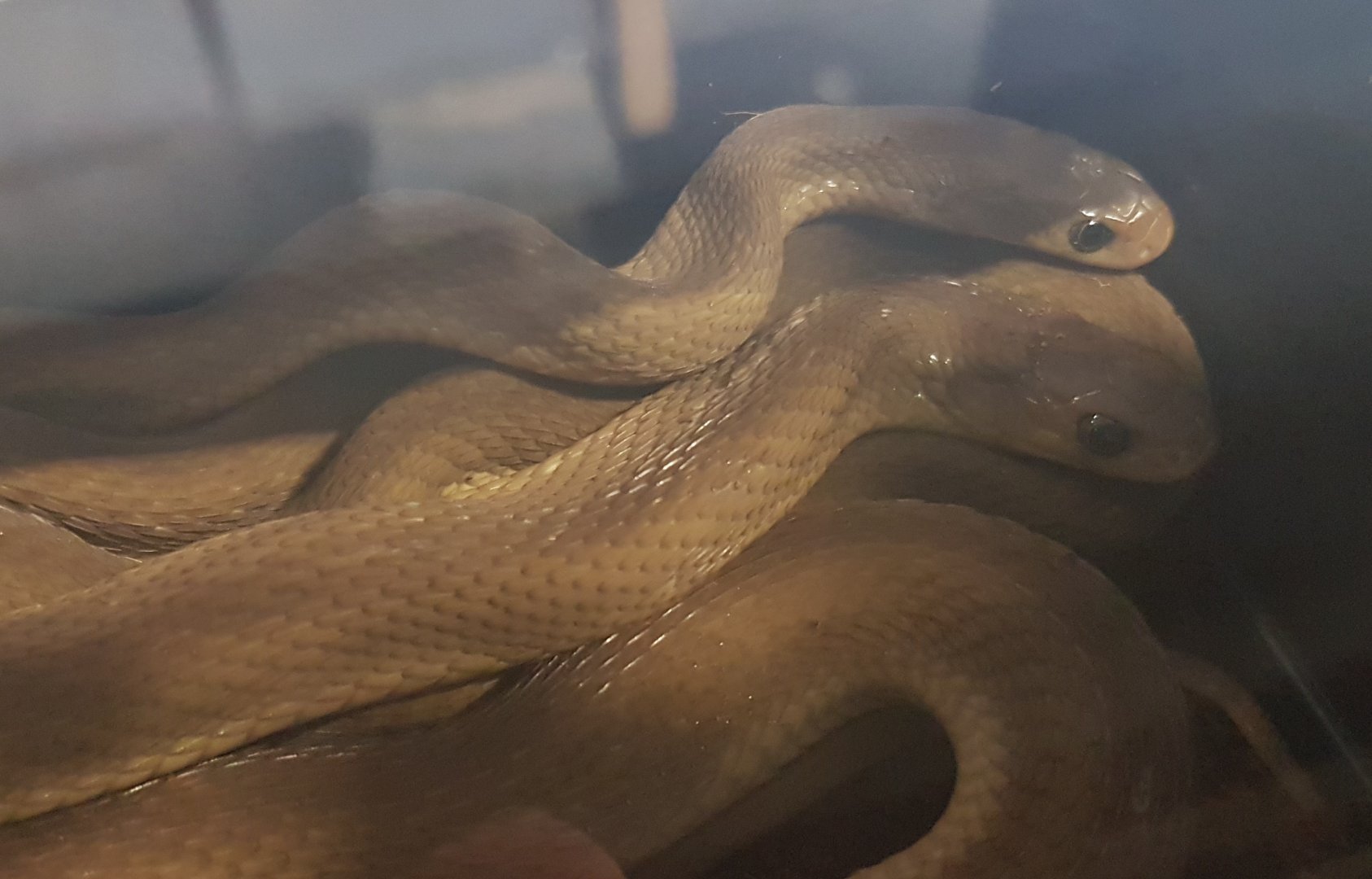 Egg-eating snakes - Dasypeltis scabra