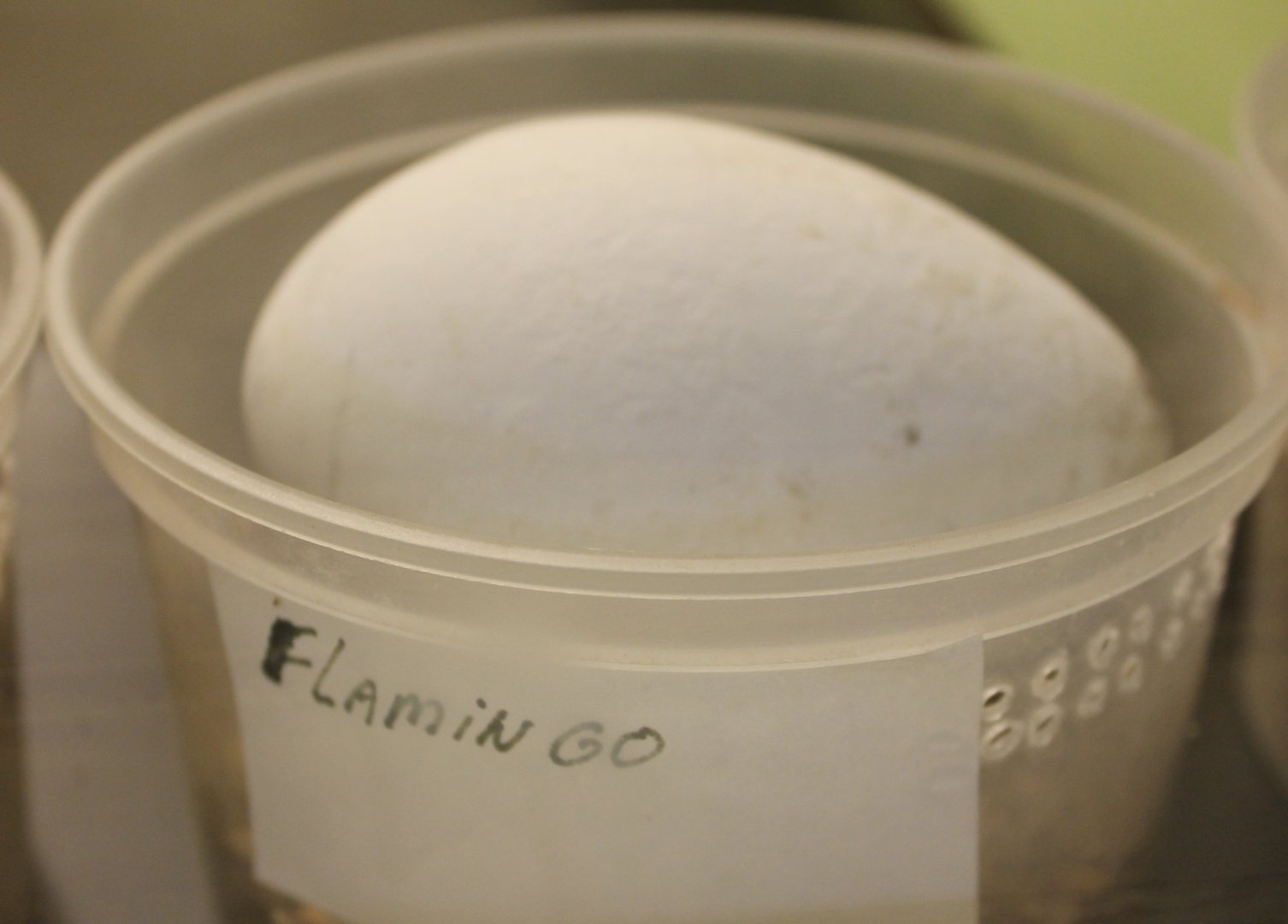 Egg Flamingo