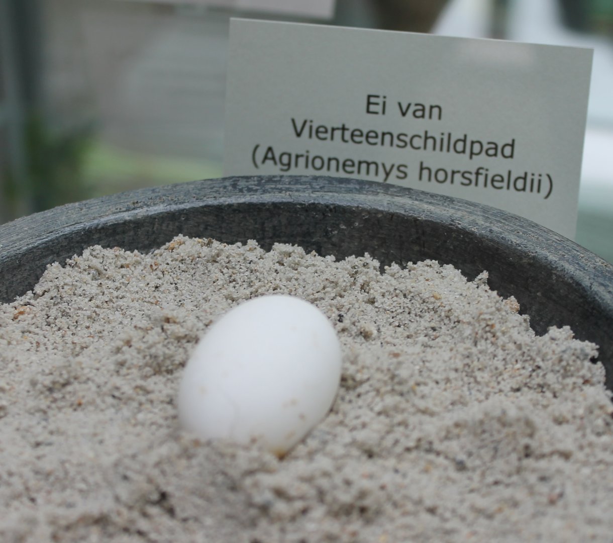 Egg Horsfield tortoise