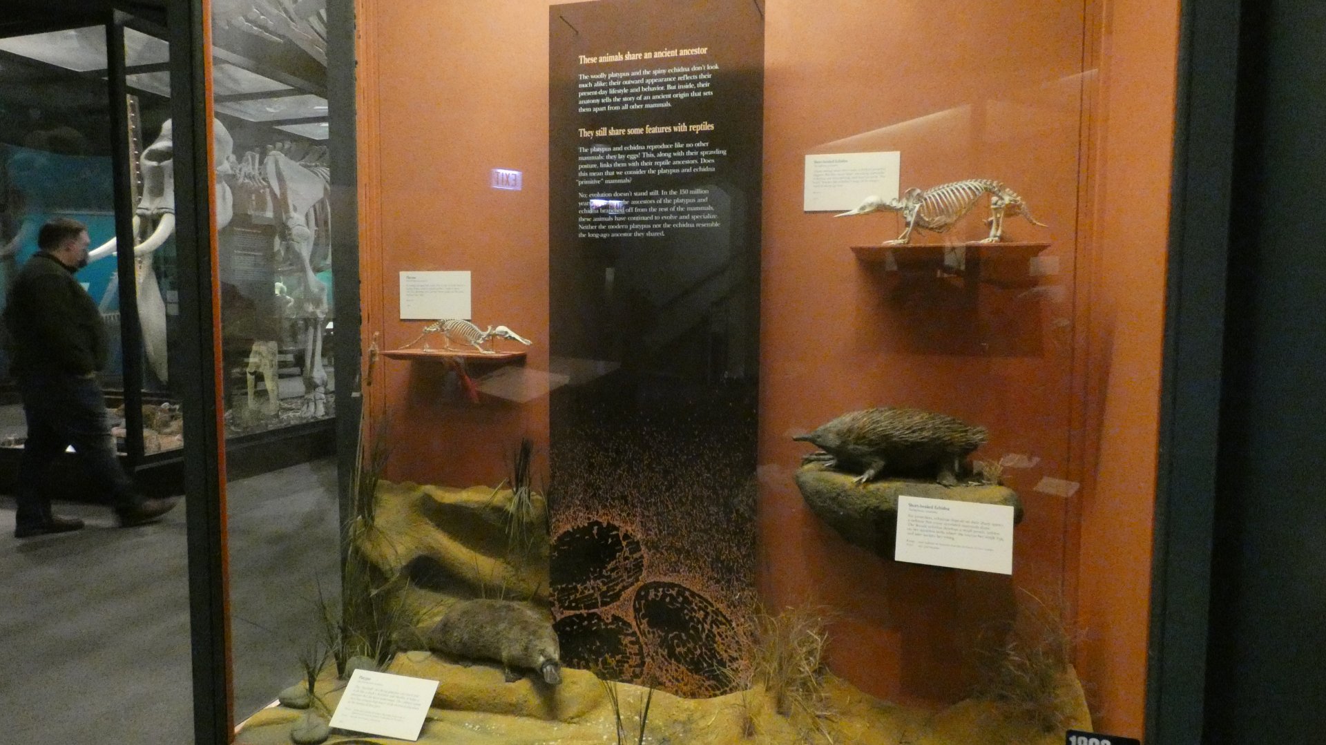 Egg-laying Mammals, Animal Groups - Feb. 2022