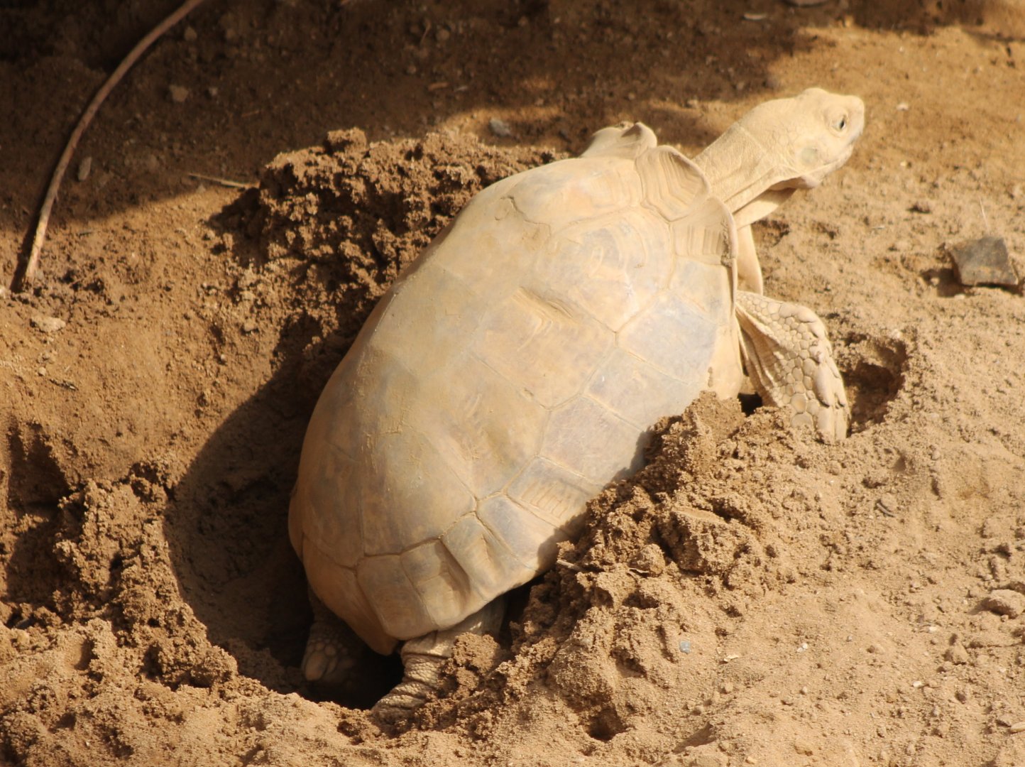 Egg-laying Spurred tortoise
