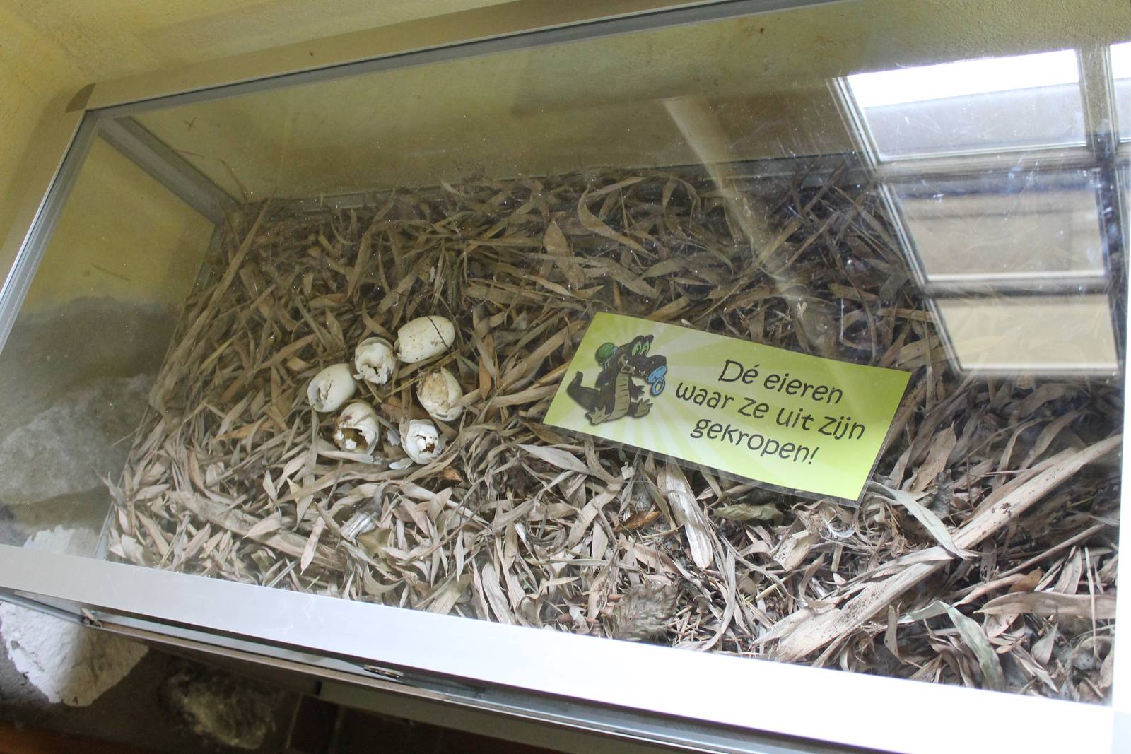 Egg left-overs African dwarf crocodile