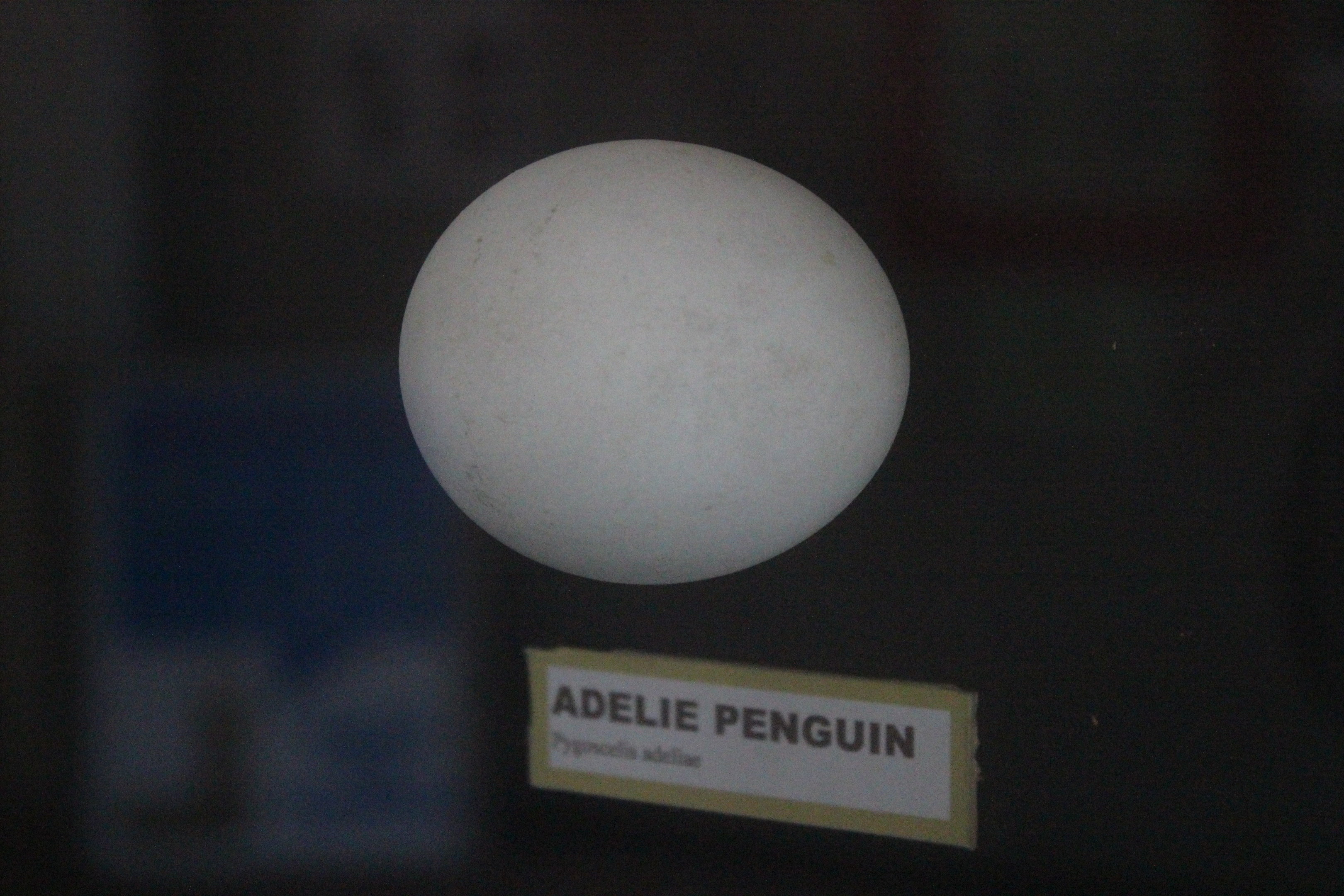 Egg of Adelie Penguin