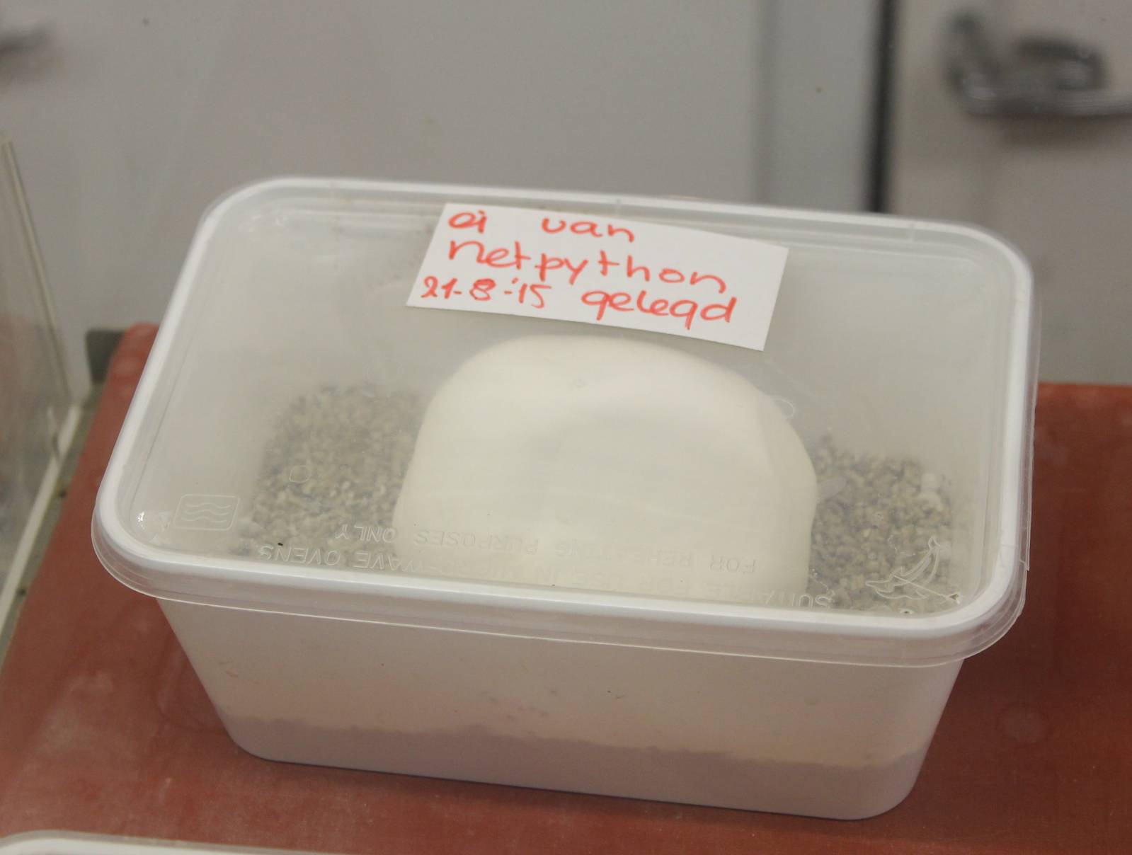 Egg Reticulated python