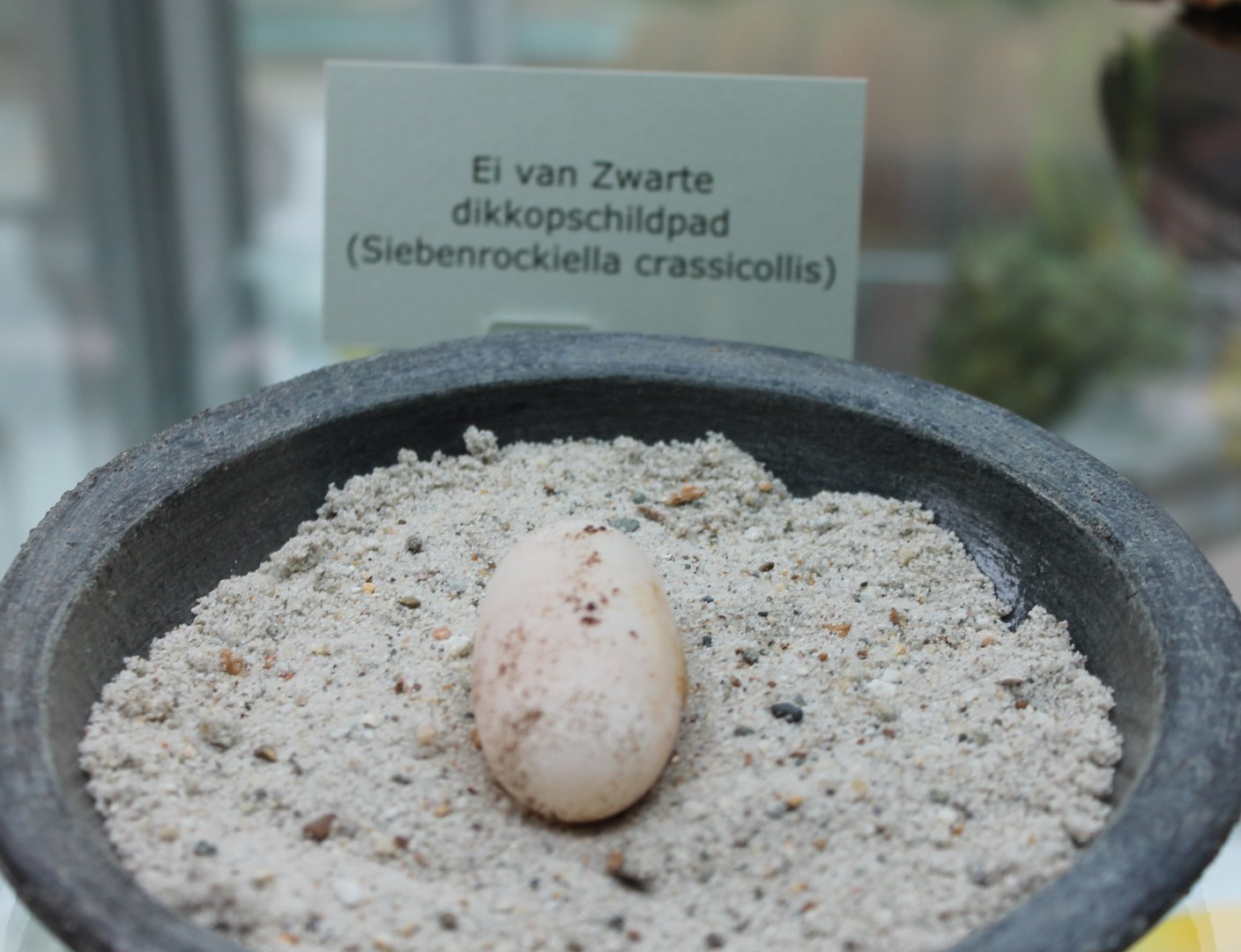 Egg Siebenrockiella crassicollis