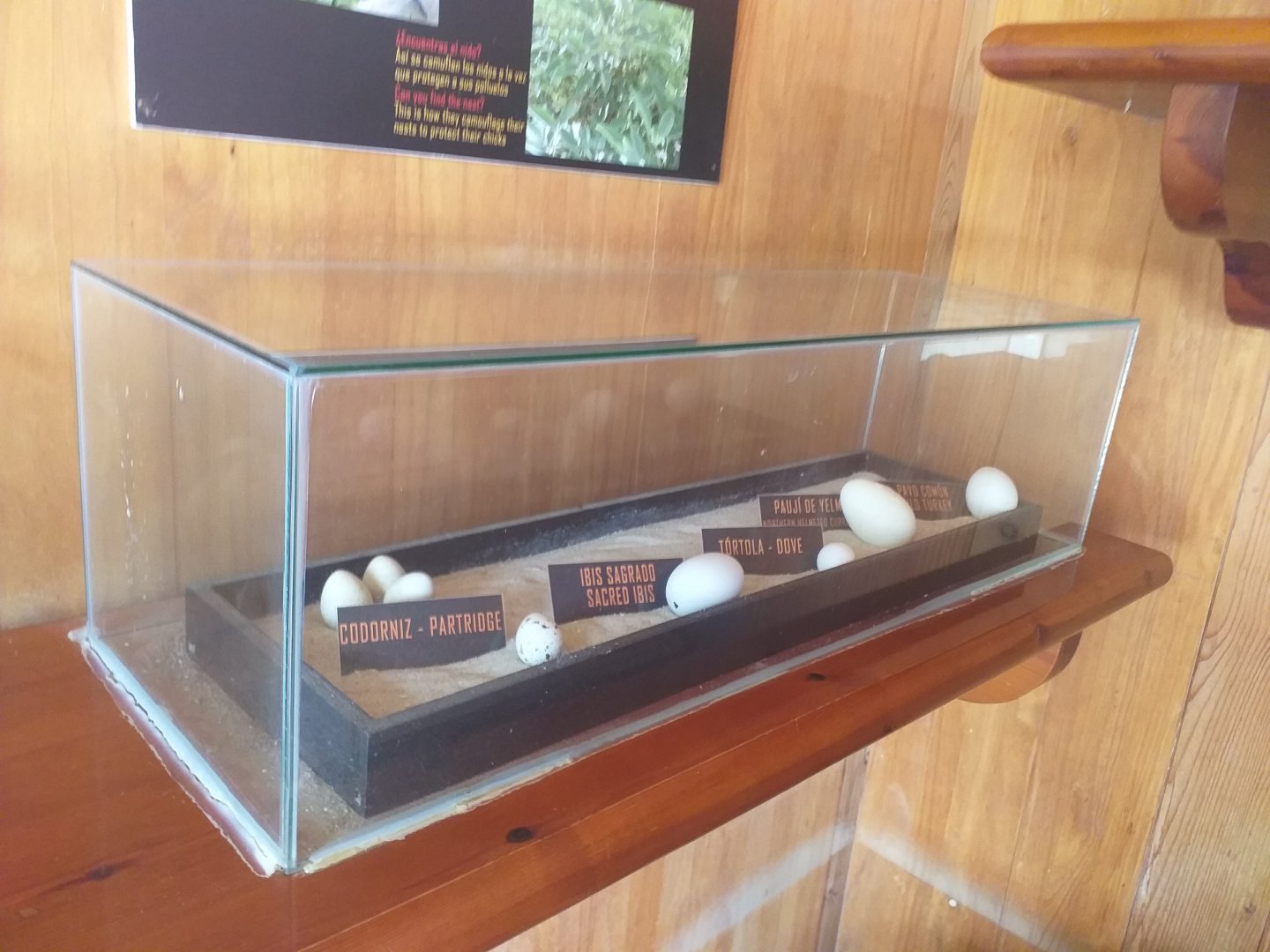 Egg types -TerraNatura Benidorm (2021)