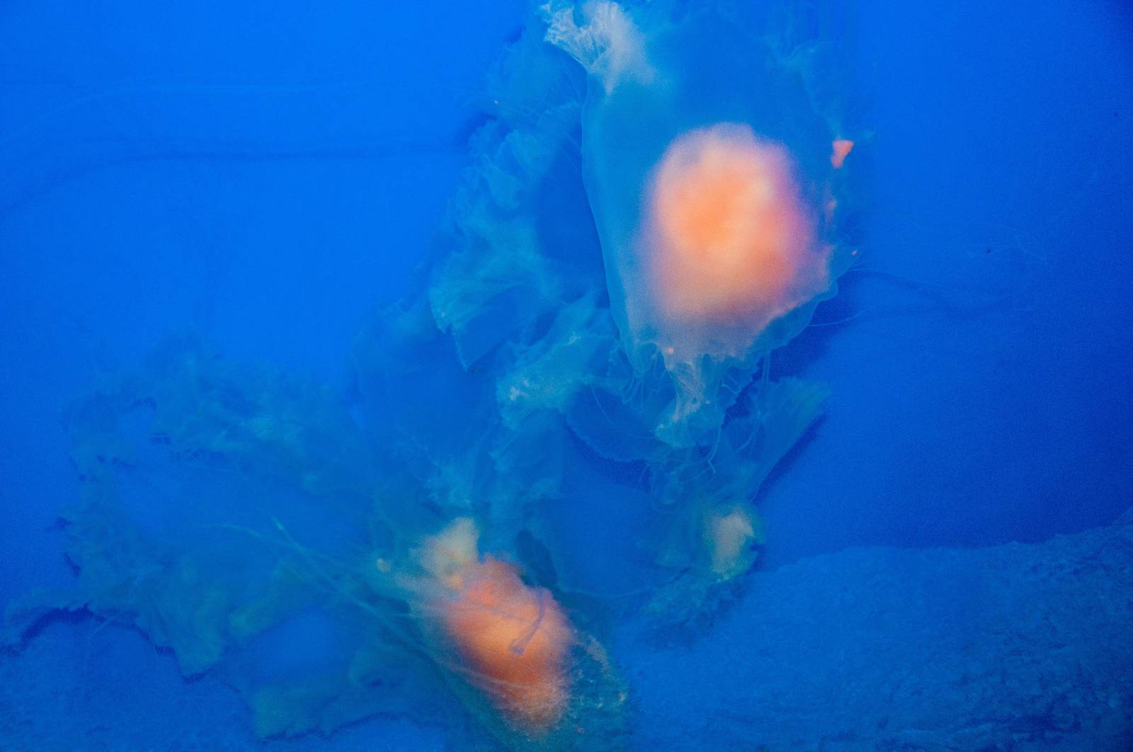 Egg Yolk Jellyfish - Phacellophora camtschatica