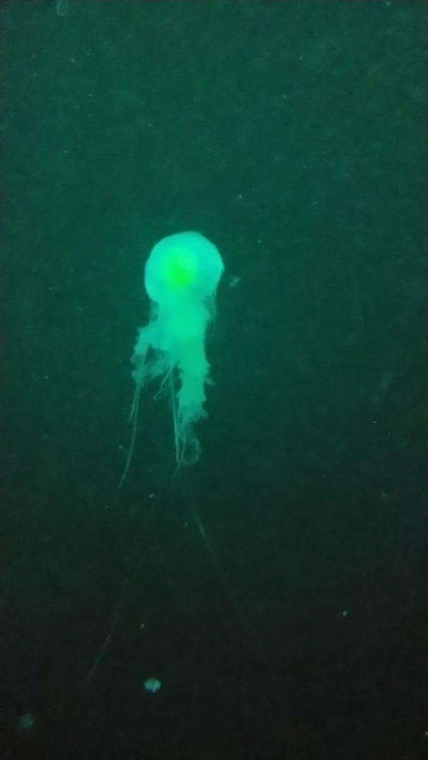 Egg-yolk jellyfish