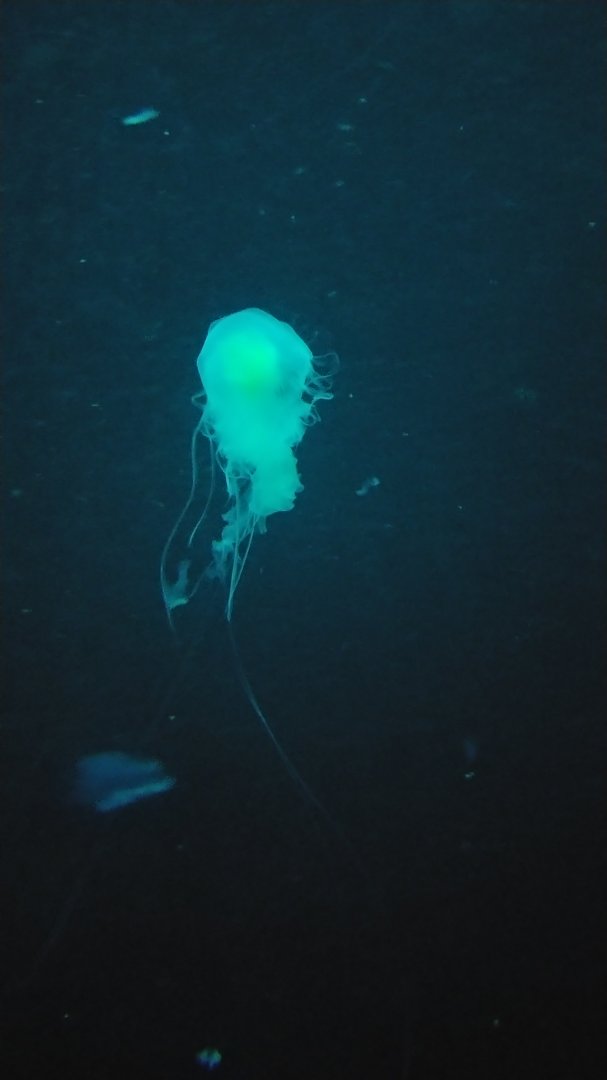 Egg-yolk jellyfish