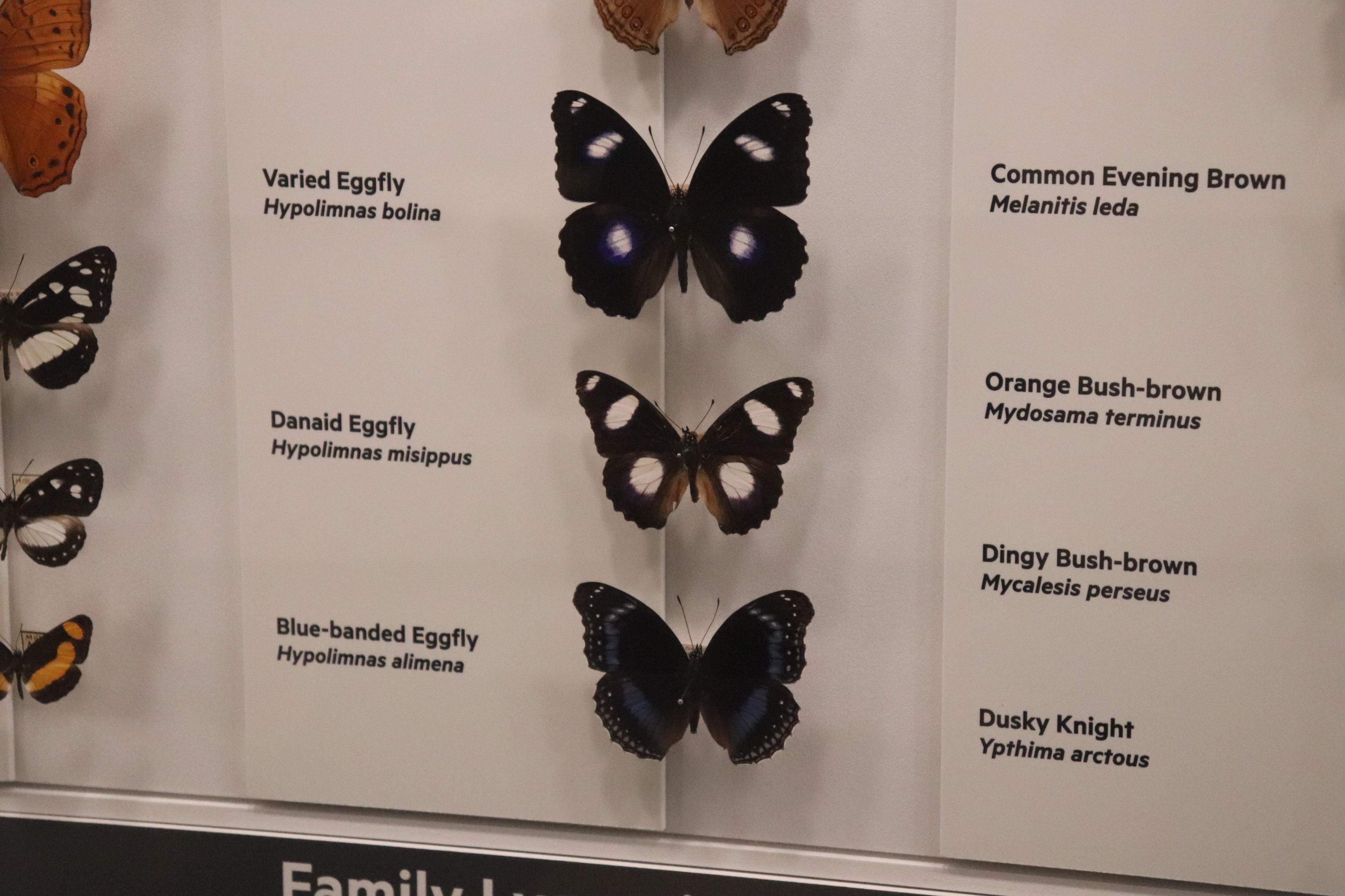 Eggfly Butterflies