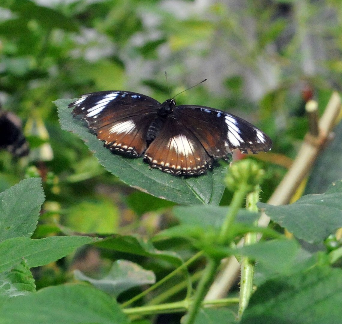 Eggfly Butterfly