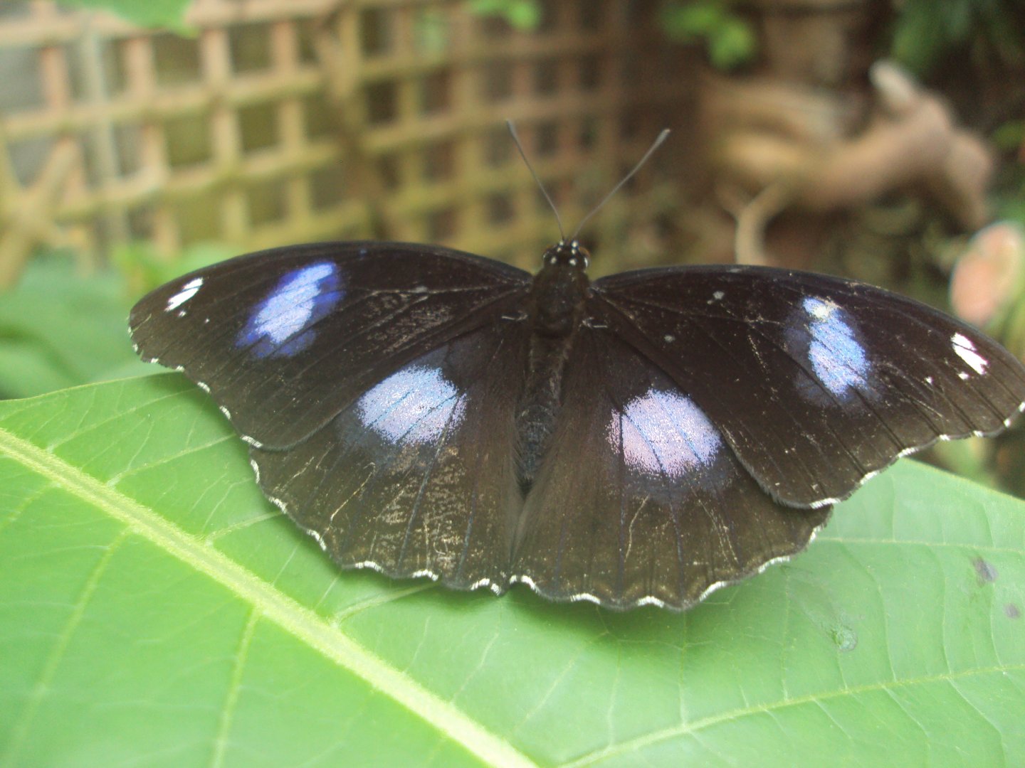 Eggfly (Hypolimnas bolina) 28/05/2019