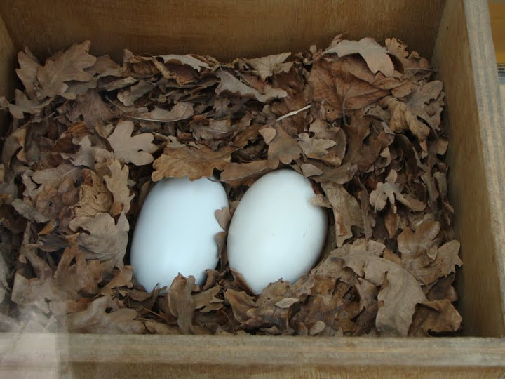 Eggs - Apteryx mantelli