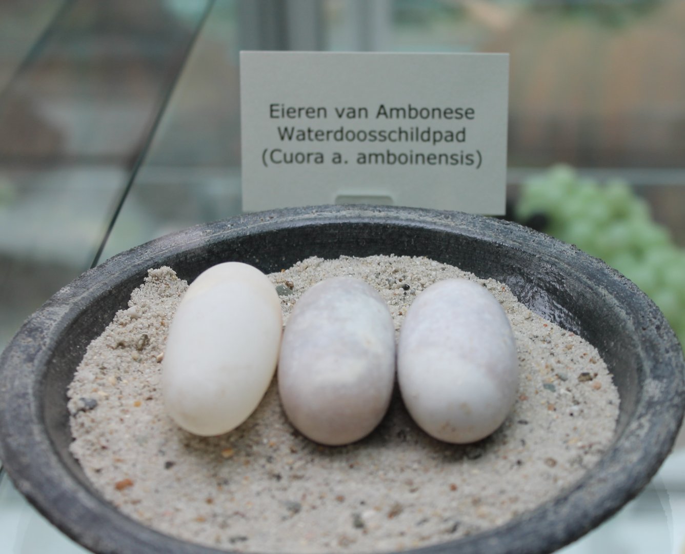 Eggs Cuora amboinensis