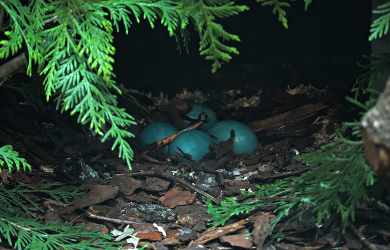 Eggs from solitary tinamou (Tinamus solitarius)