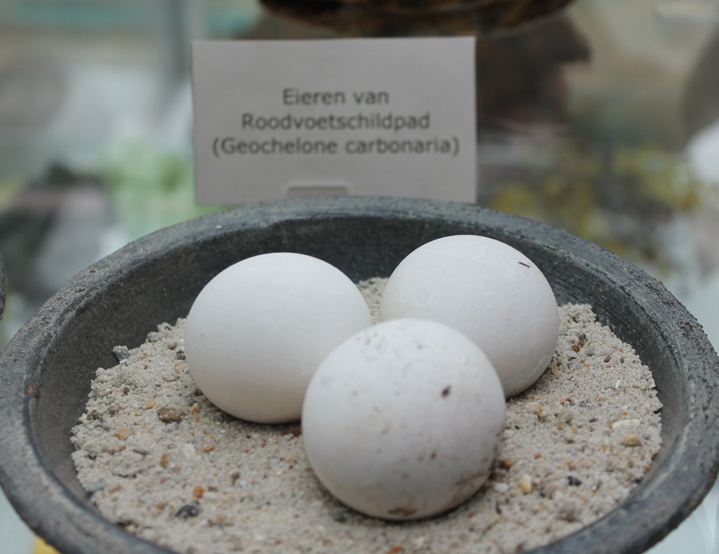 Eggs Geochelone carbonaria