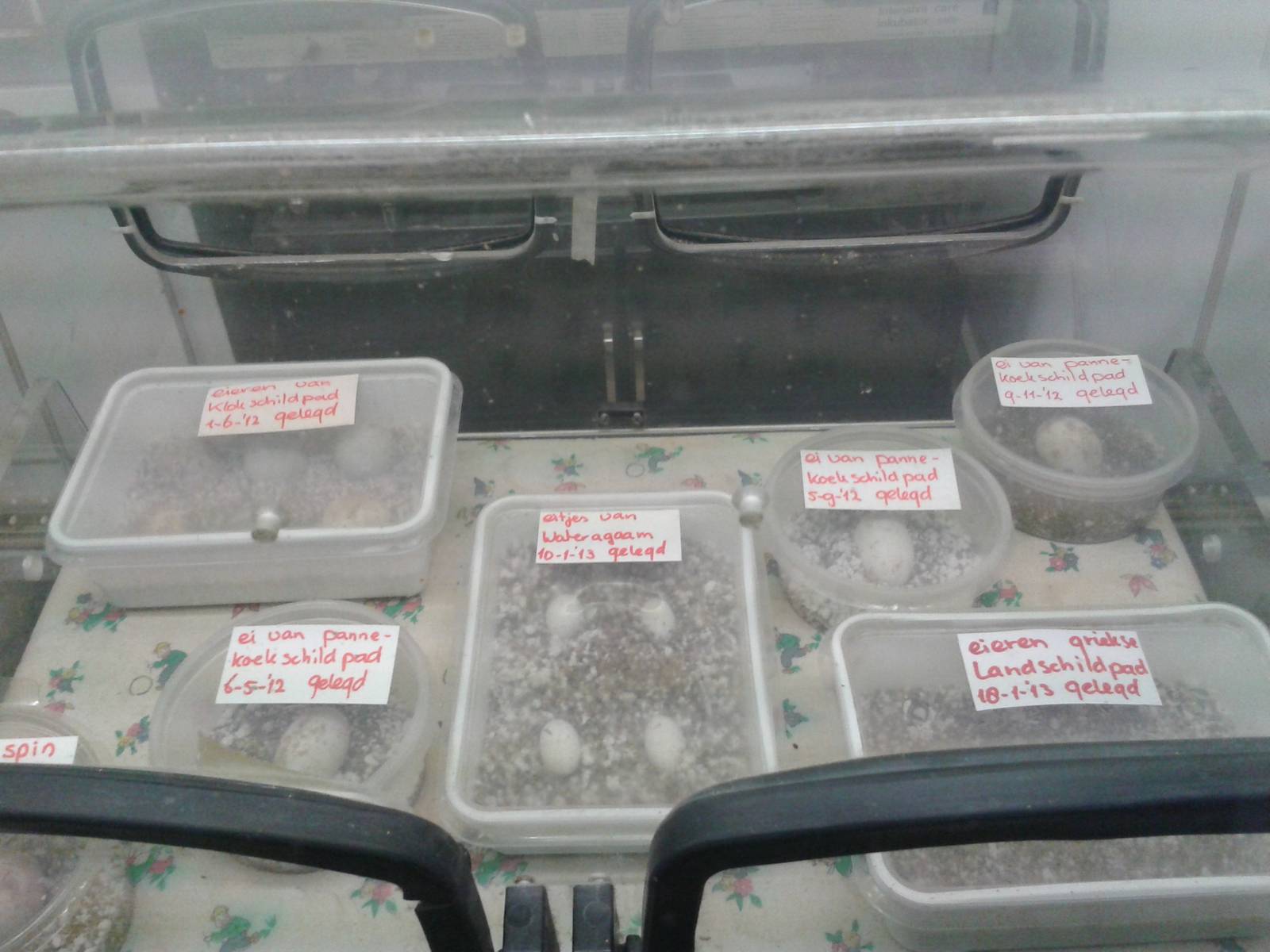 eggs in the incubation-room