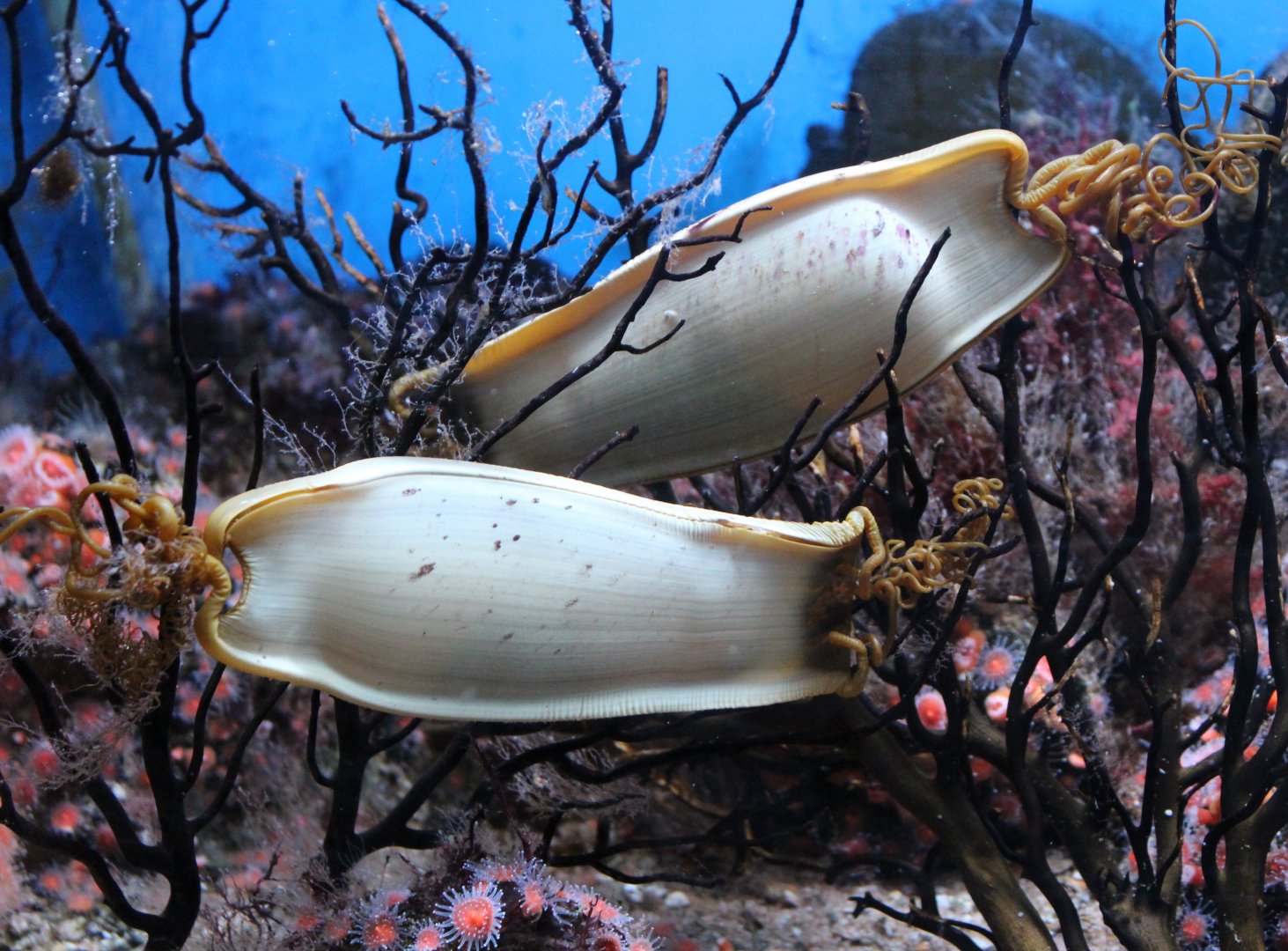 Eggs Large-spotted dogfish