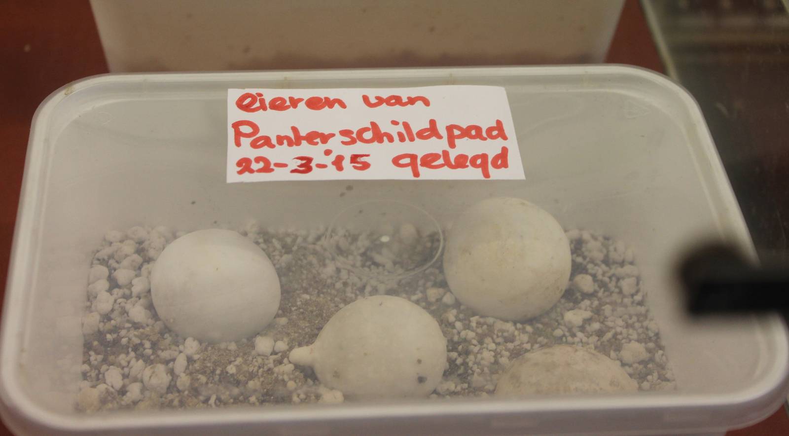 Eggs Leopard tortoise