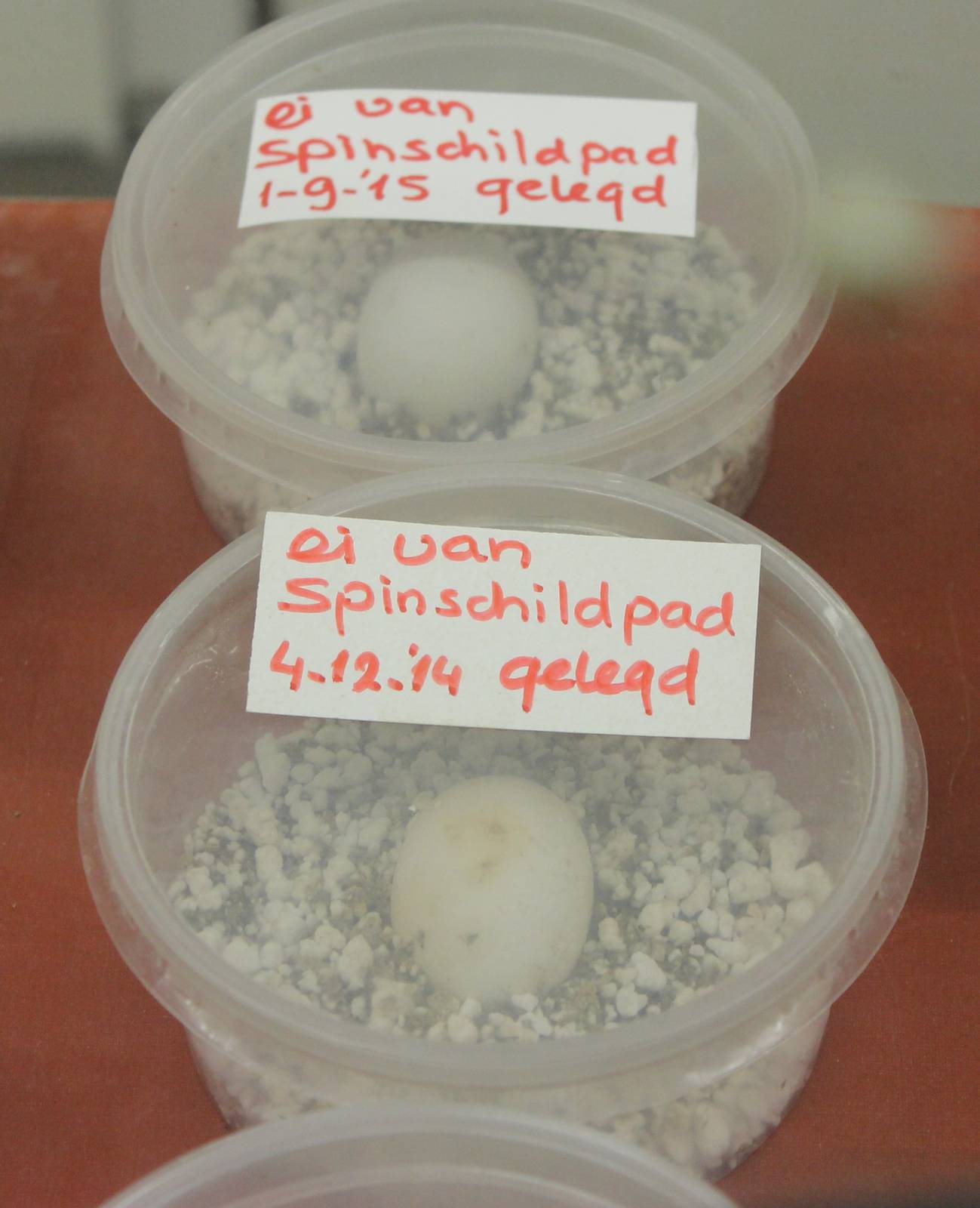 Eggs Madagascar spider tortoise