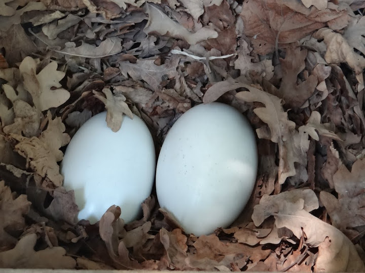 Eggs of Apteryx mantelli