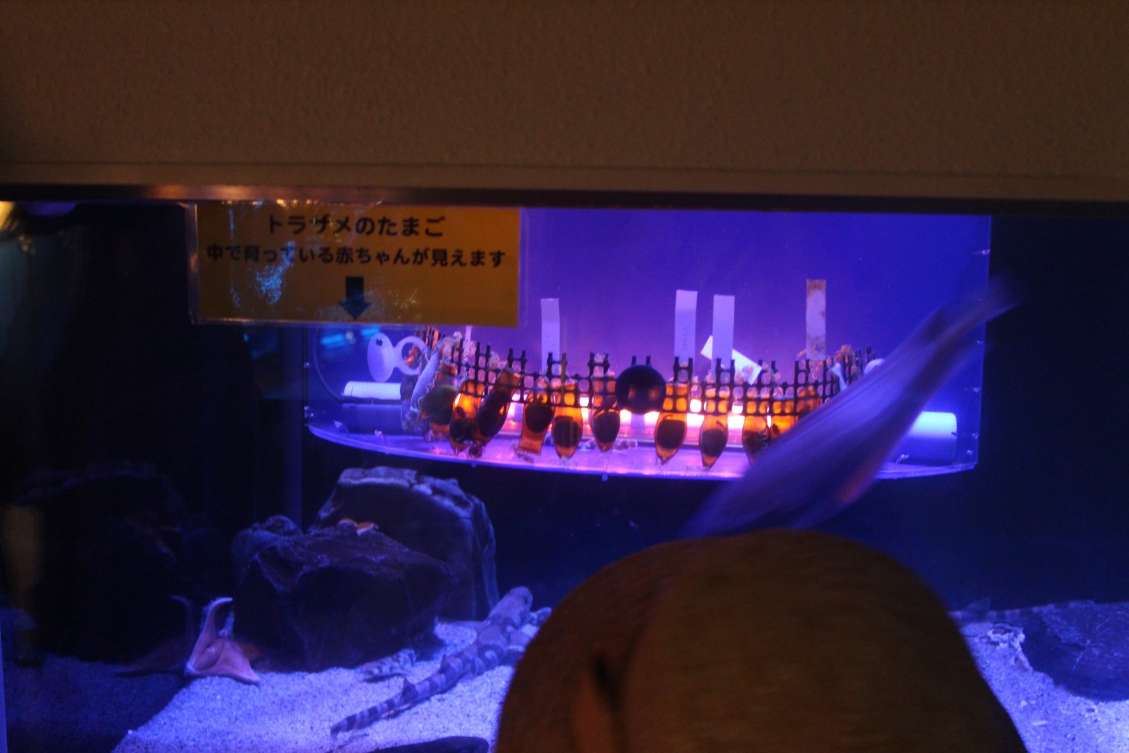 Eggs of cloudy catshark