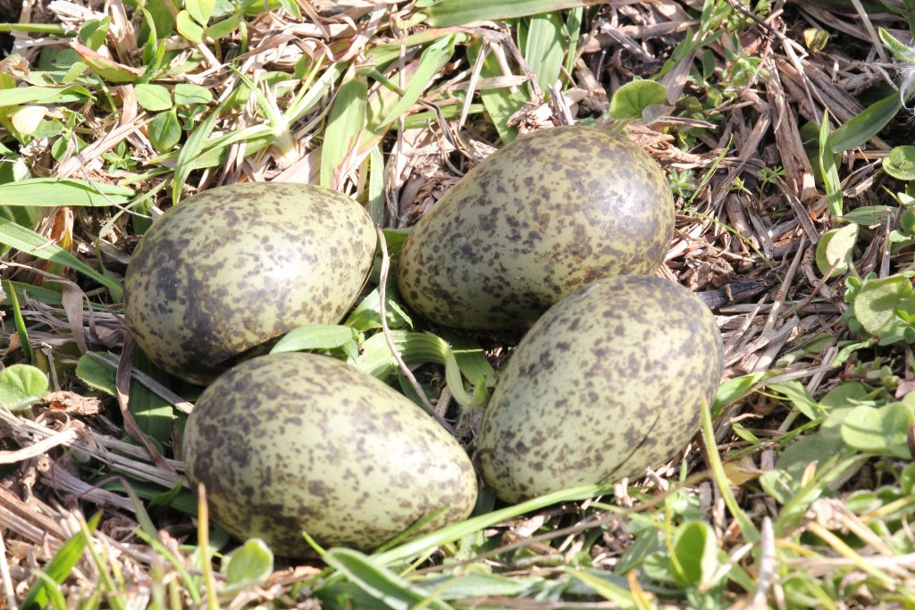Eggs of Masked Plover (Vanellus miles)
