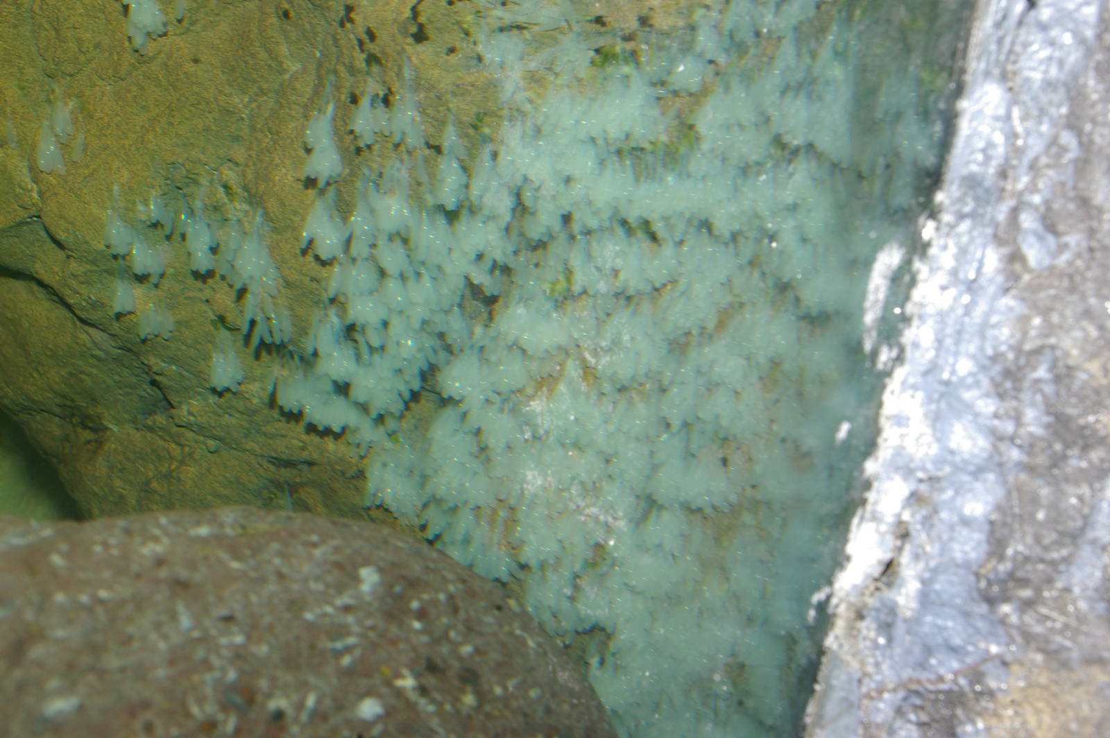 eggs of NZ octopus (Pinnoctopus cordiformis)