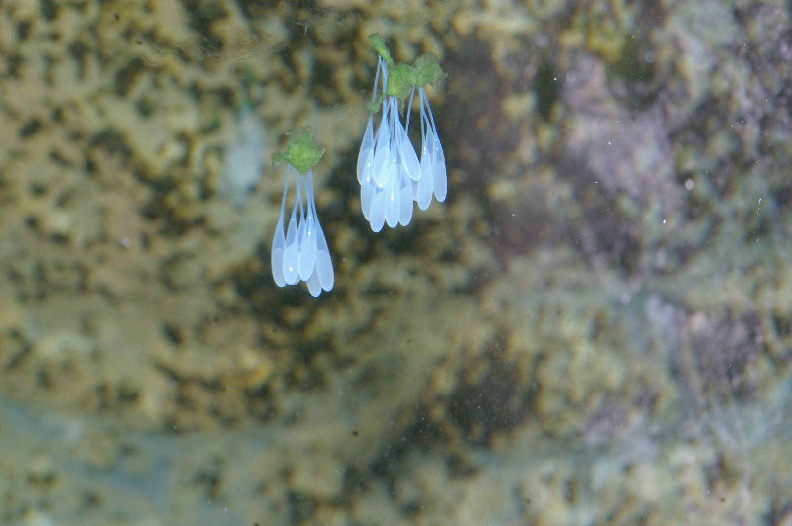 eggs of NZ octopus (Pinnoctopus cordiformis)