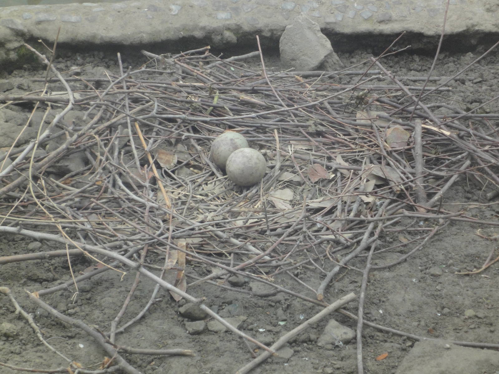 Eggs of White Naped Crane