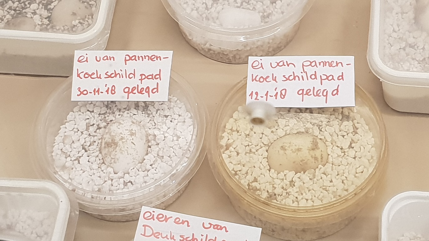 Eggs Pancake tortoise