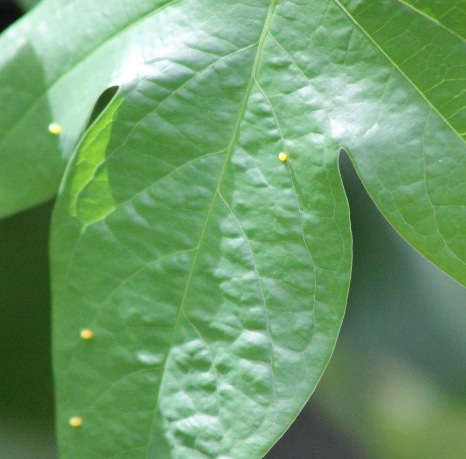 Eggs Passiflora butterfly