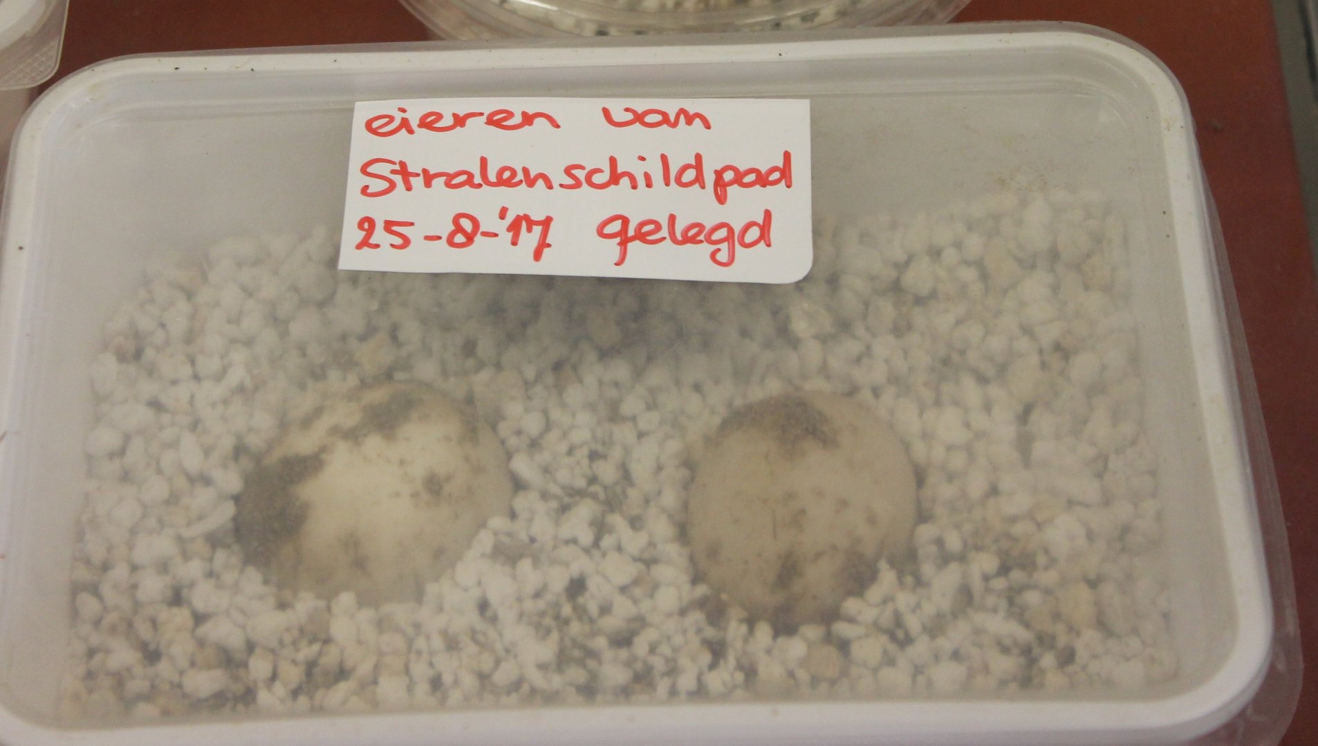Eggs Radiated tortoise
