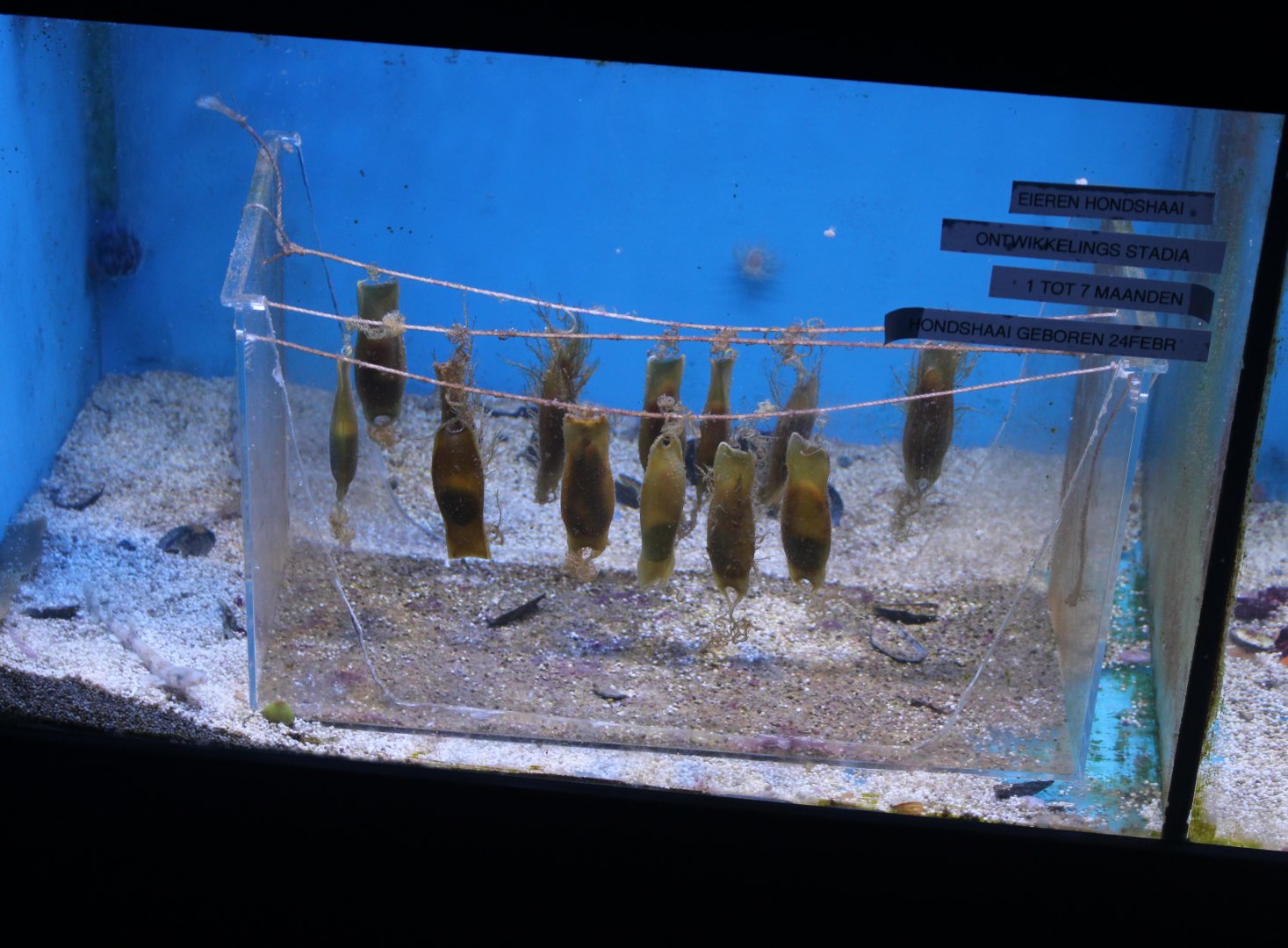 Eggs Small-spotted catshark