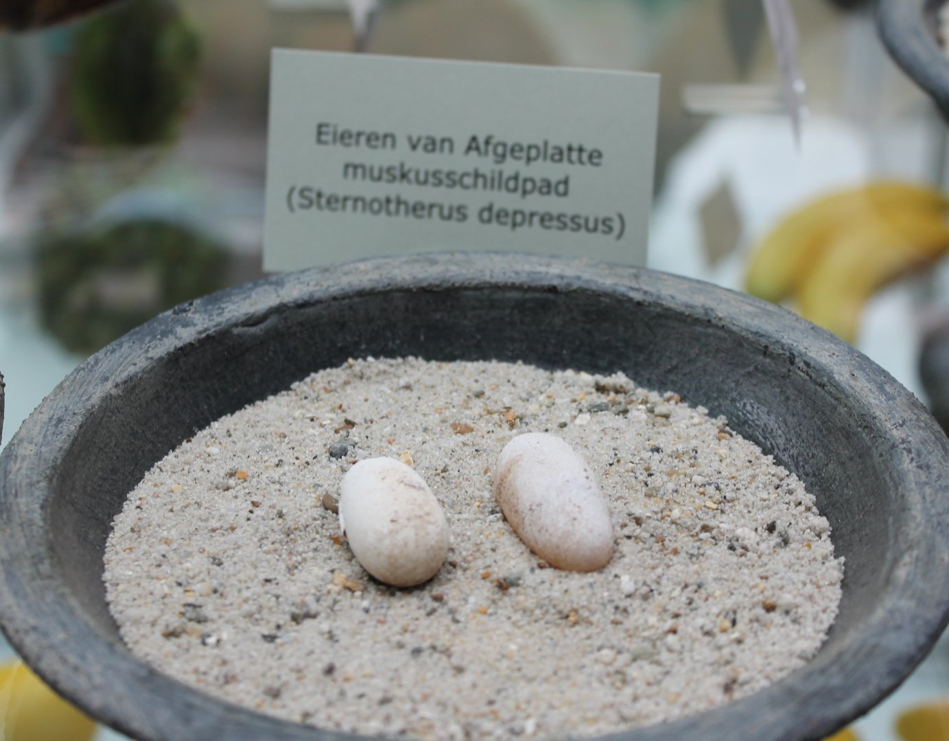 Eggs Sternotherus depressus