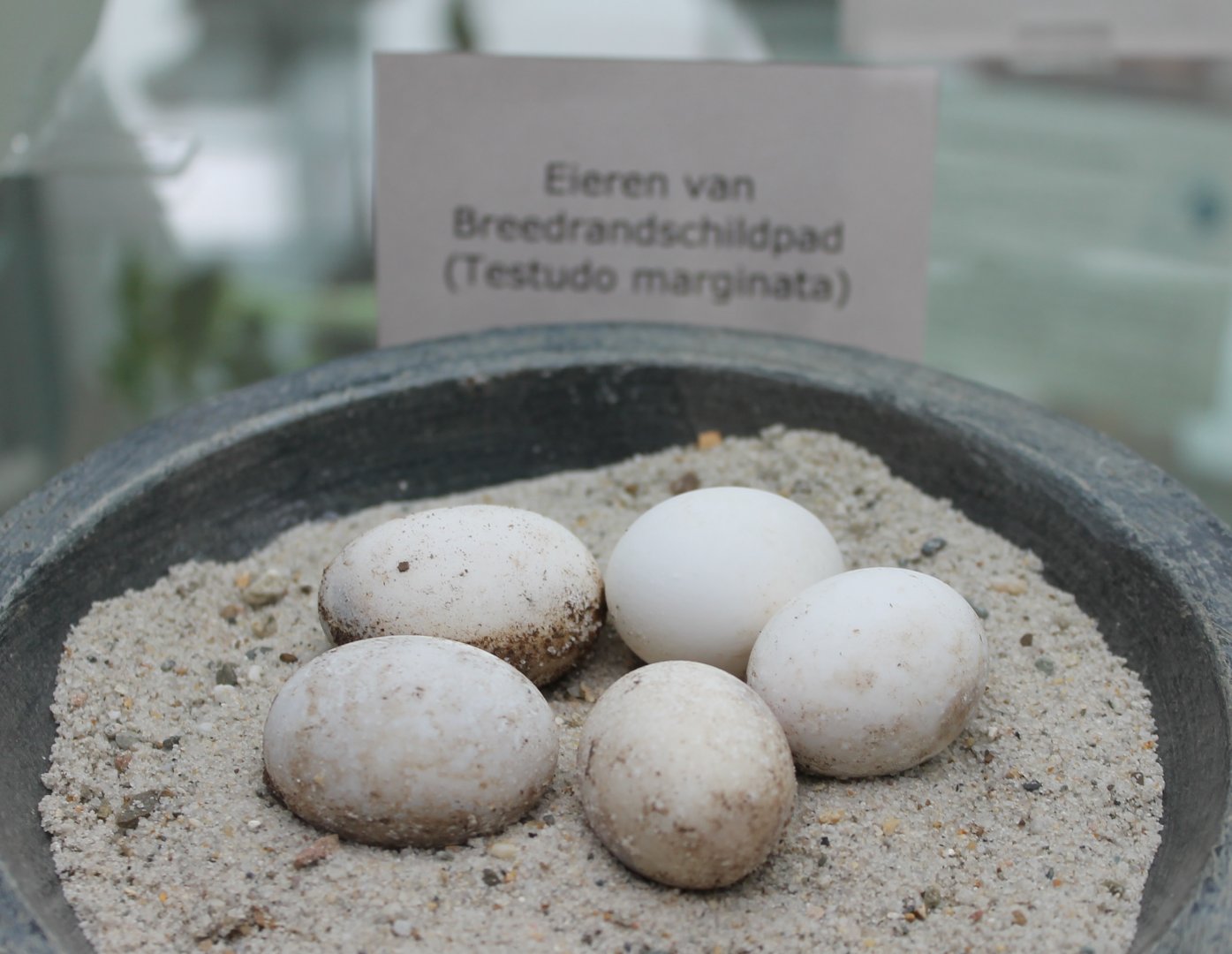 Eggs Testudo marginata