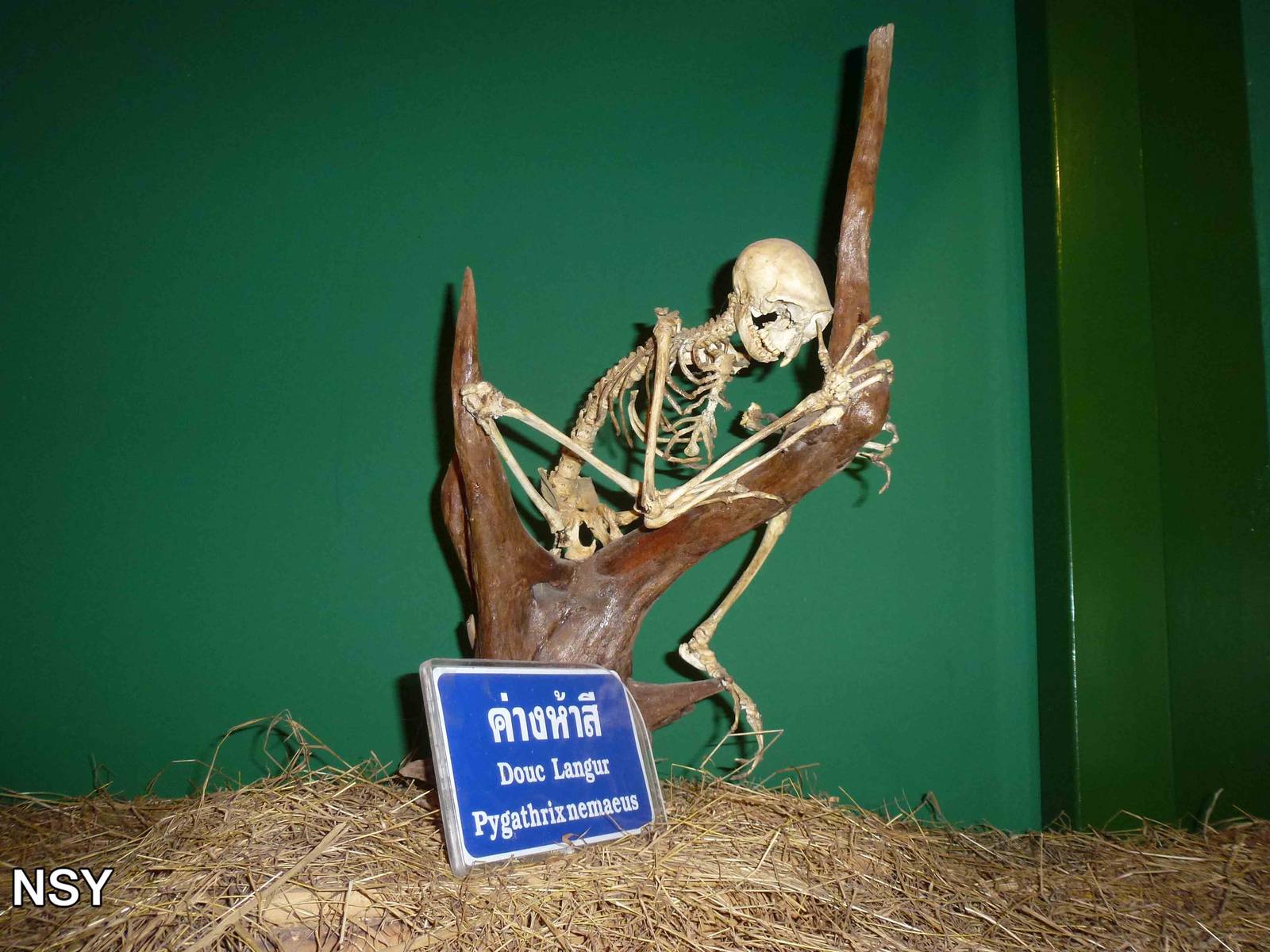 Eggs world - douc skeleton, June 2013.