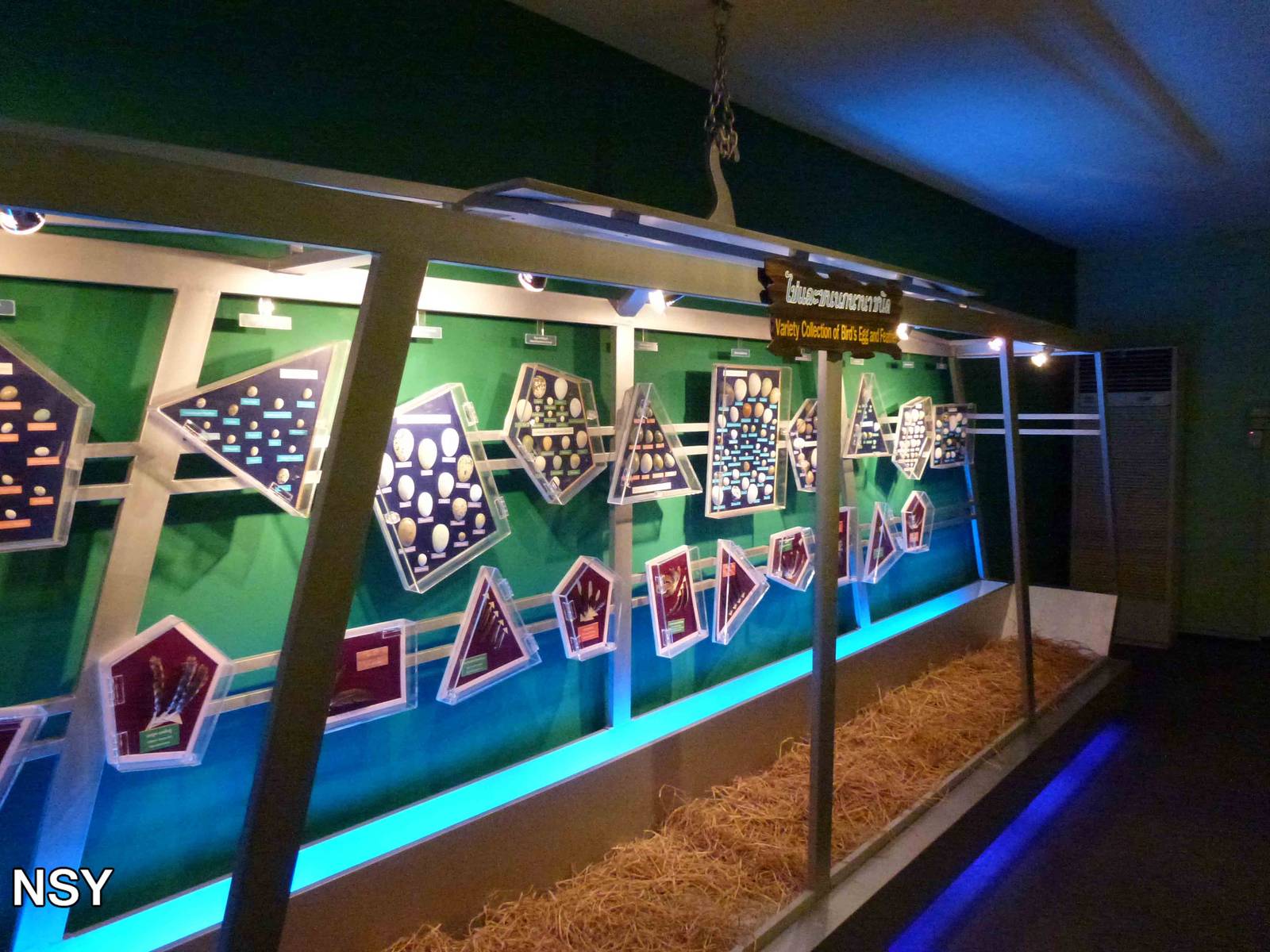 Eggs world - Egg and feather collection, June 2013.