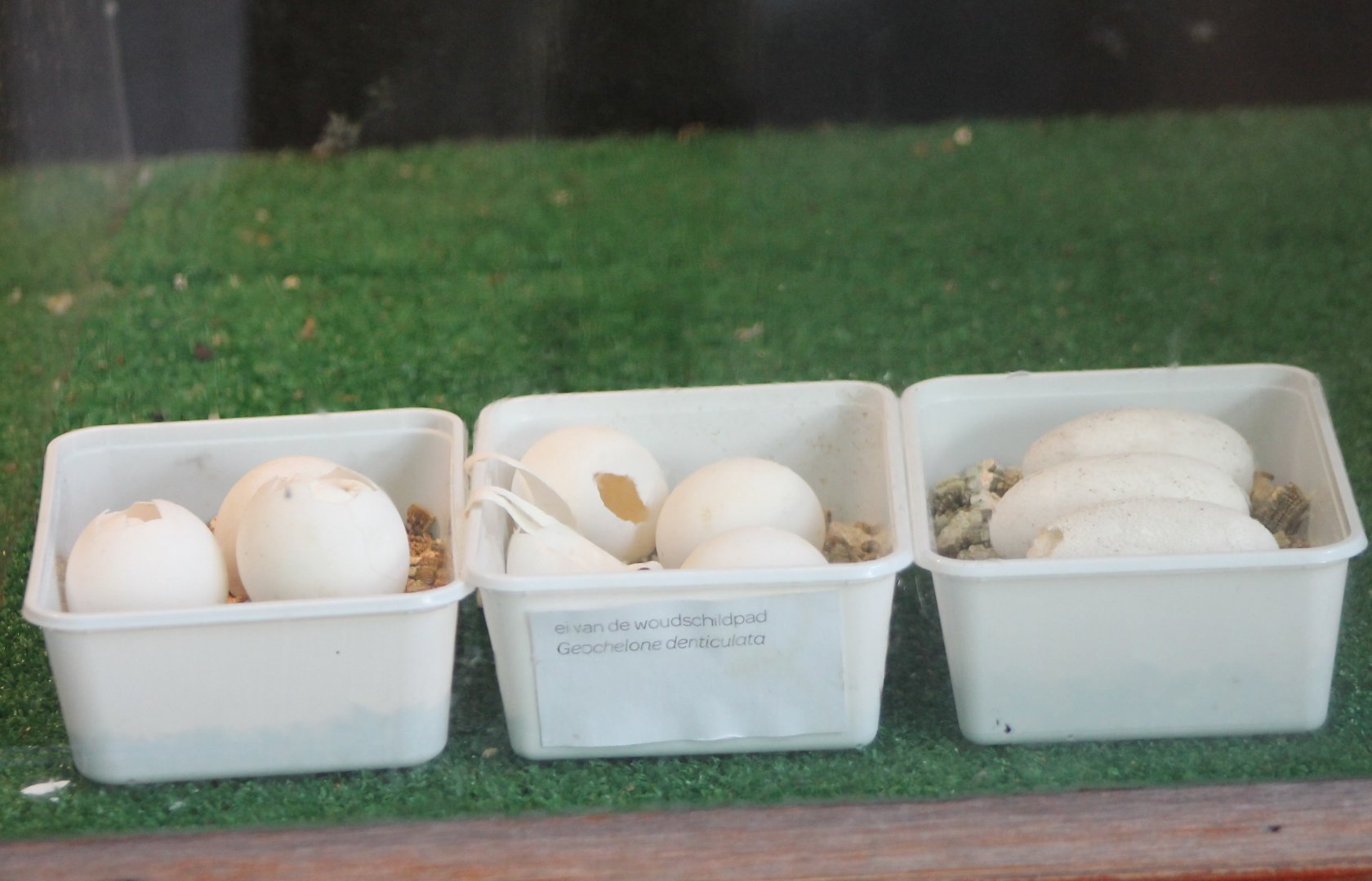 Eggs Yellow-footed tortoise