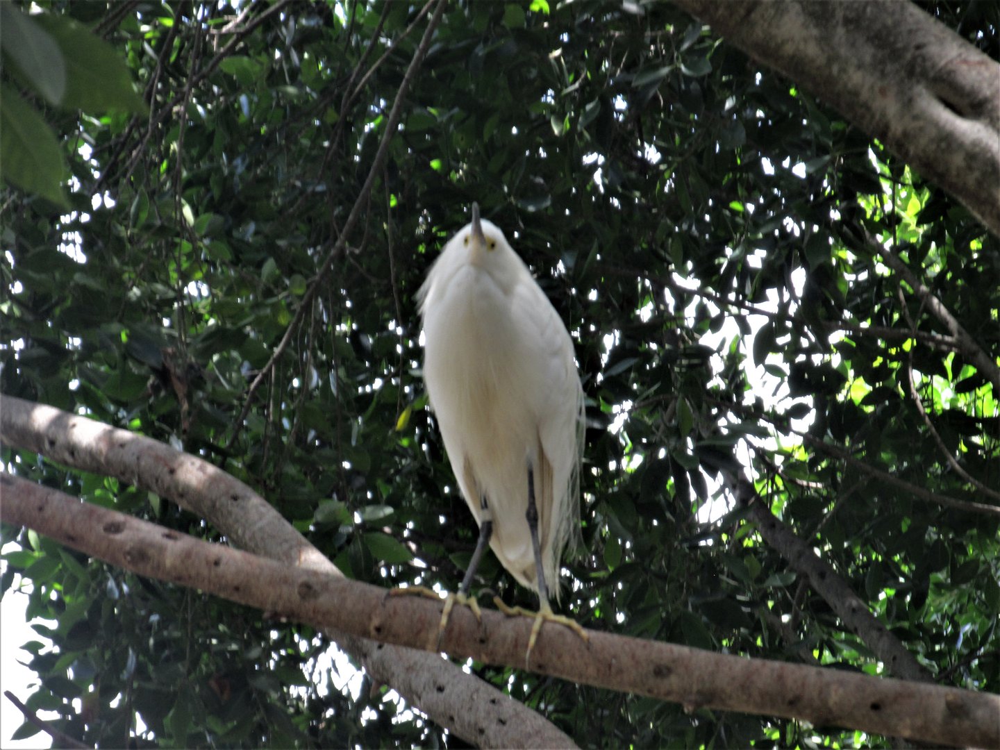 EGRET AFRICAM SAFARI