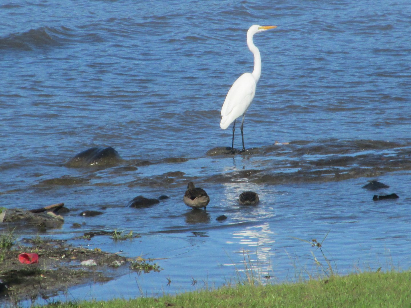 egret and chilean teal