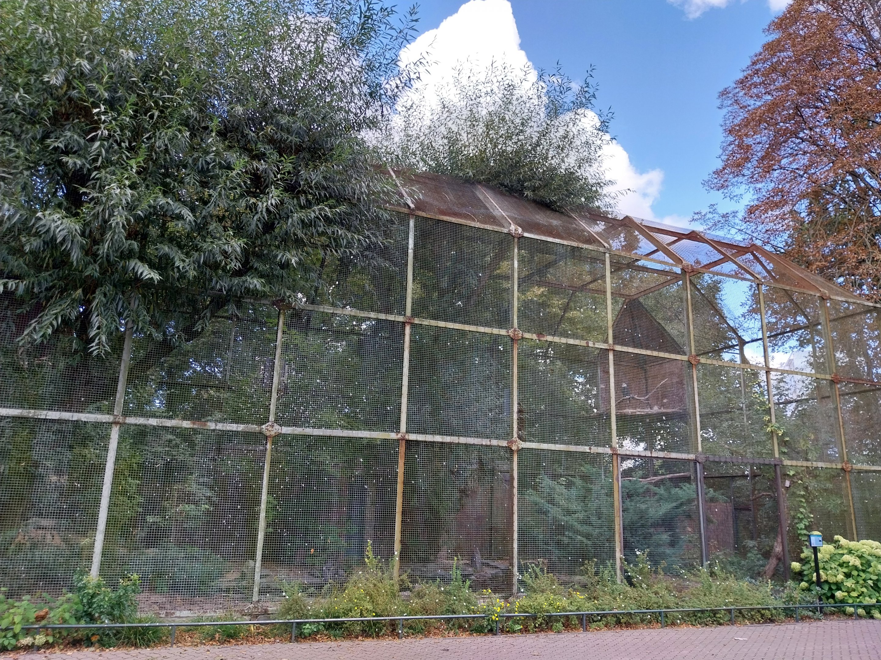 Egret Aviary - American Bald Eagle (Haliaeetus leucocephalus)