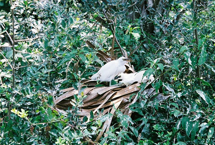 Egret Chick found in the Rookery