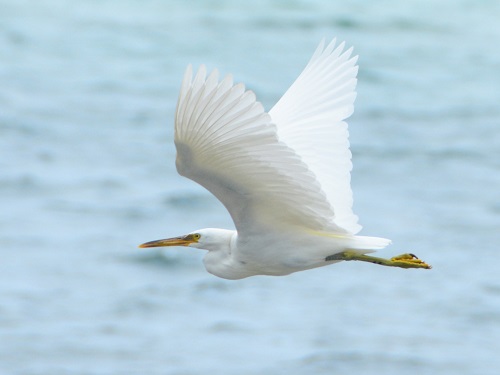 Egret -- Cook Islands