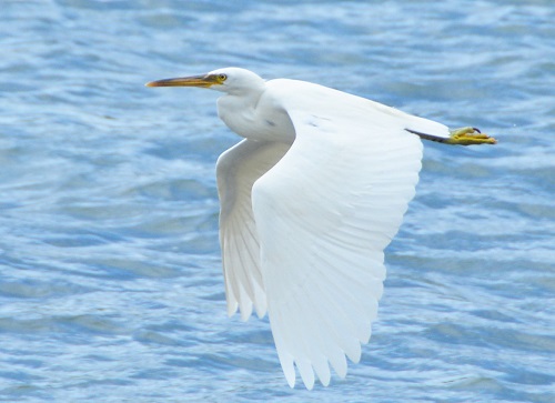 Egret -- Cook Islands