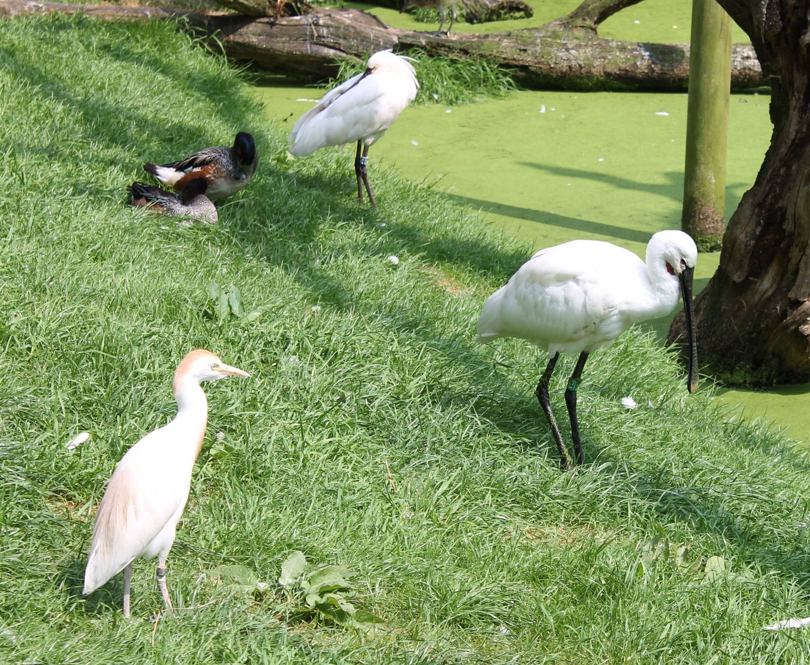 Egret, ducks and spoonbills