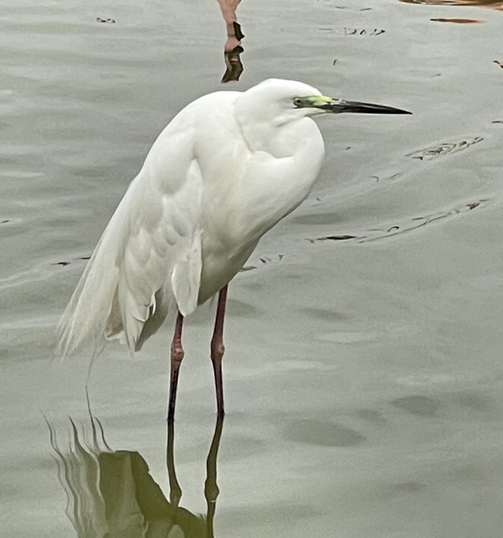 Egret ID? ~ Birdpark Malta
