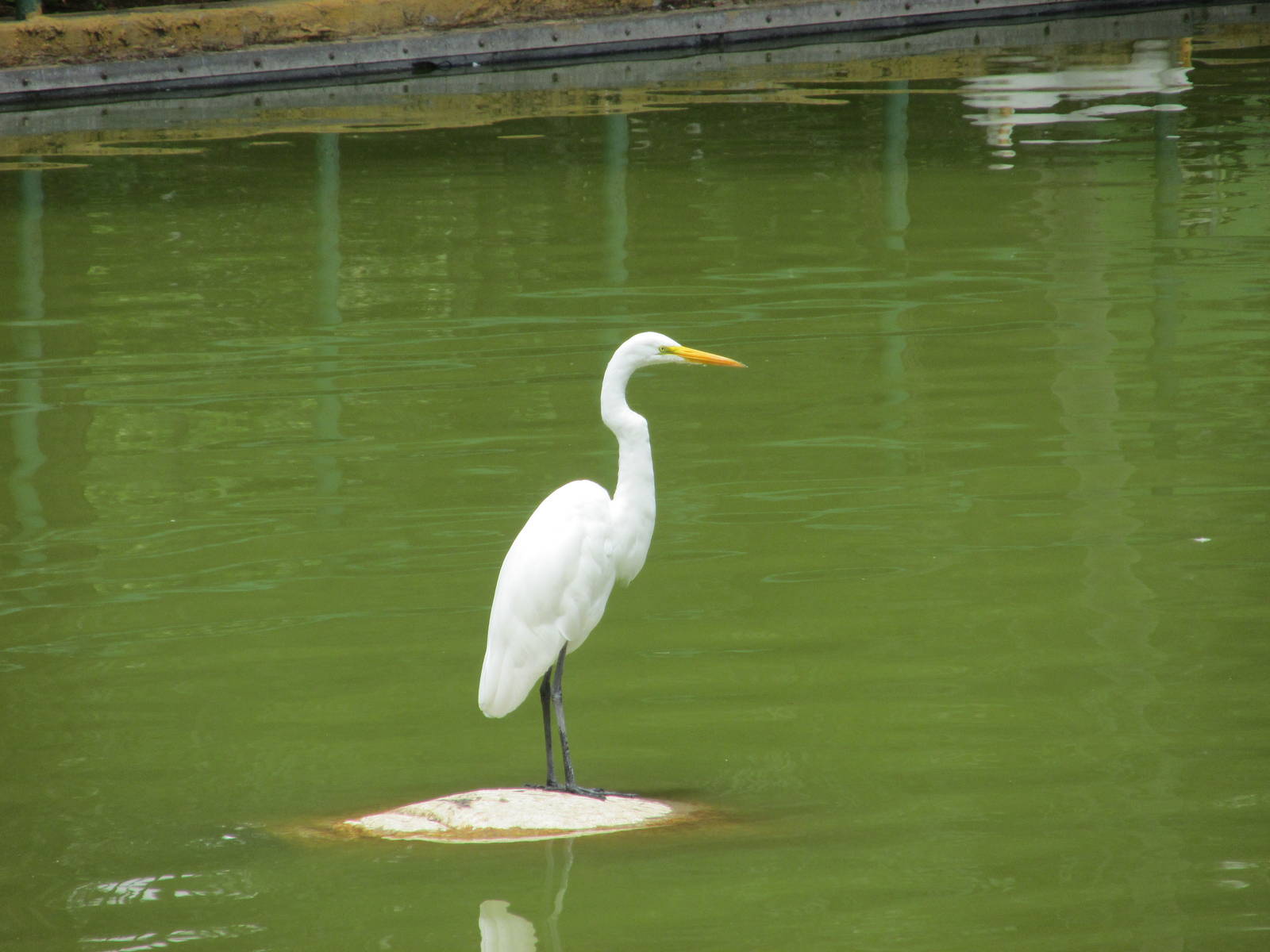 egret neza zoo